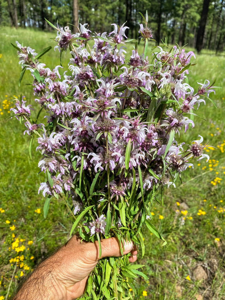Foraging Wild Plants