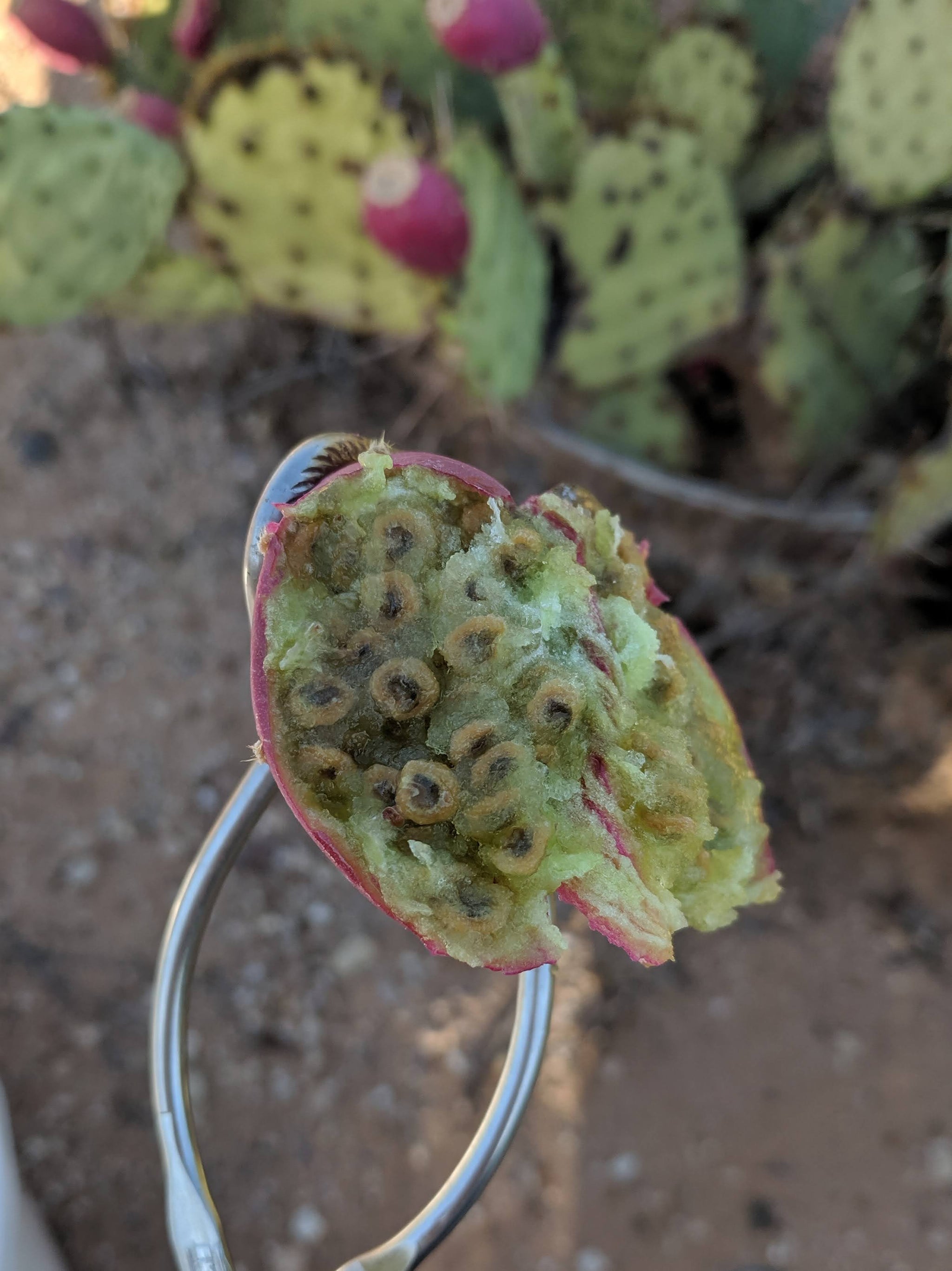 eastern prickly pear cactus seeds Prickly Pear Seed Flour – Desert Forager
